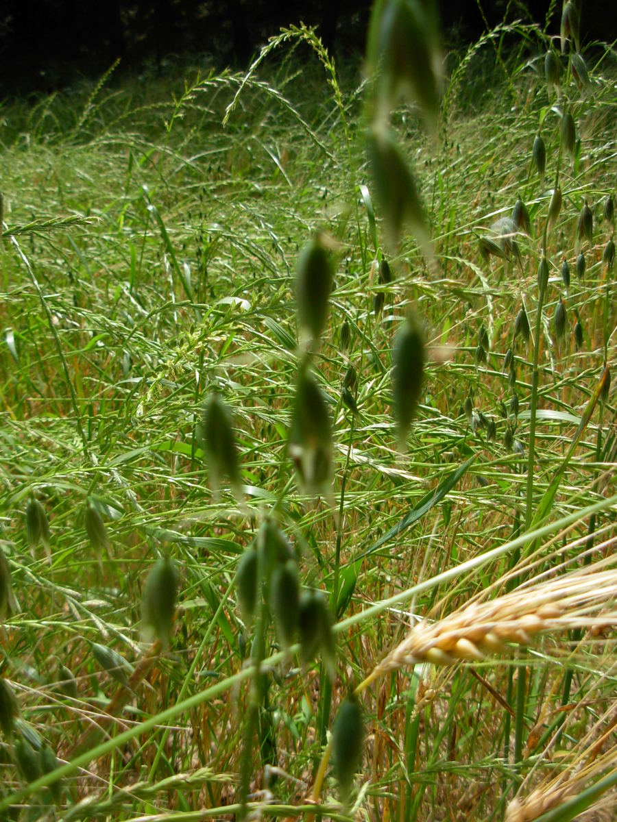 Avena sativa L. / Avena comune